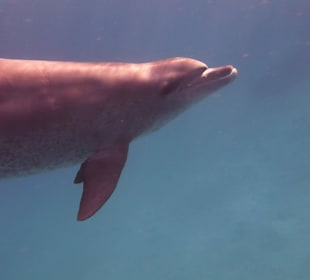 Einmalie Erlebnisse mit Mo´s Delfinen