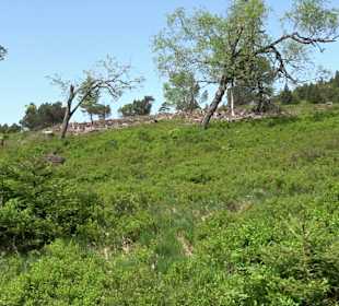 Wandergebiet Ruhestein