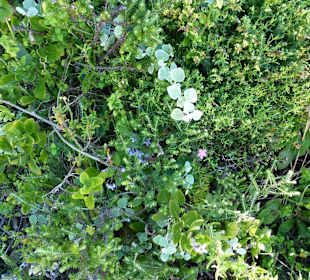 Aussichtspunkt Knysna