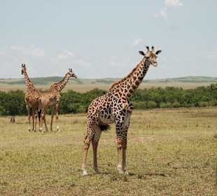 Babygiraffe