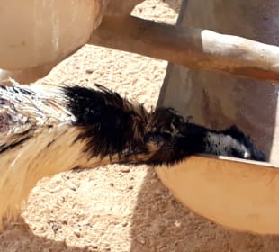 Al Areen Wildlife Park