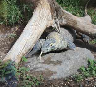 Komodo Waran