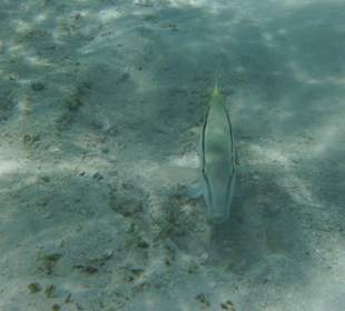 Schöne Unterwasserwelt