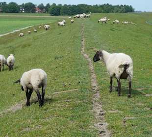 Deichlämmer