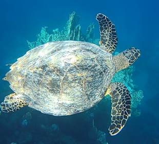 Schnorcheln Marsa Alam