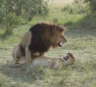 Löwenbabys im Anmarsch 