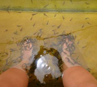 Fish Spaah ( Nur knabbern ist schöner )