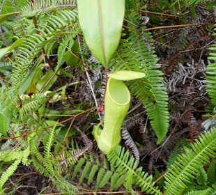 Fleischfressende Pflanze