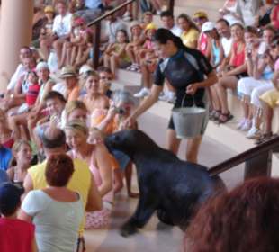 Robbenshow im Oasis Park