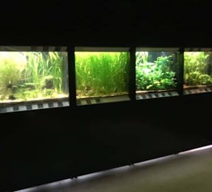 Aquarium