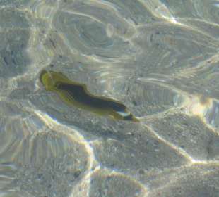 Unterwasserwelt direkt am Sandstrand