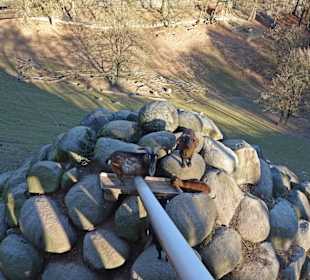 Bergtierpark Odenwald