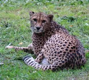 Mieszkańcy zoo