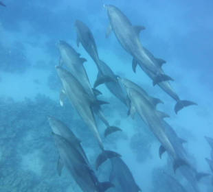 Delfinausflug mit MO