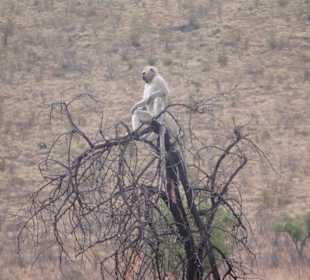 Affe auf Beobachtungsposten