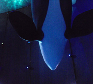 Halle Riesen der Meere