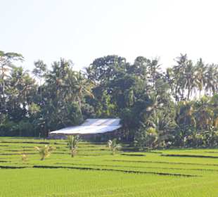 Reisterrassen auf einem Ausflug