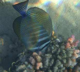 Schnorcheln Makadi Bay