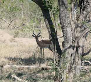 Autosafari im Nationalpark