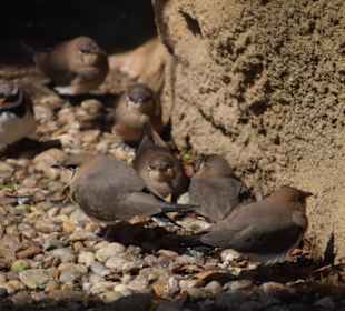 Regenpfeifer und Brachschwalben