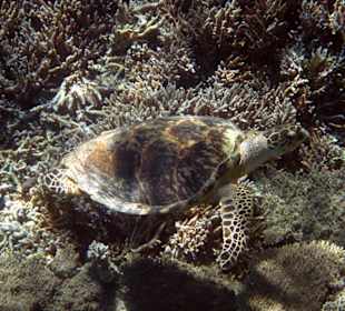Schildkröte