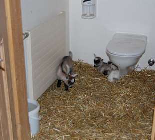 tierische Gäste auf dem WC