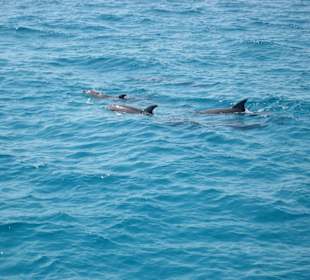 Delphine - Schnorchelausflug