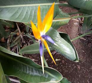  Botanischer Garten Puerto de la Cruz