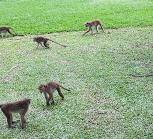 Местные жители