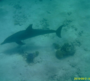 Schnorcheln mit Delfinen