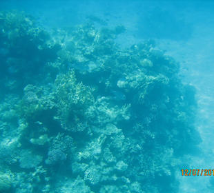 Unterwasserwelt