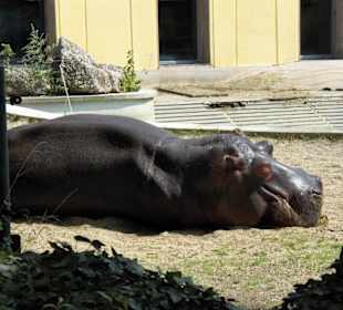 Zoo Schönbrunn