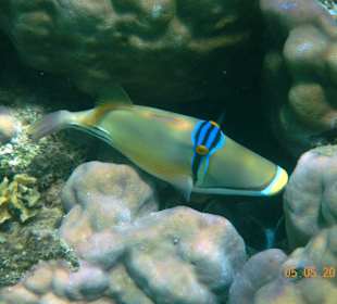 Подводный мир рифа Хилтона