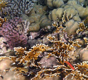 Fische vom Hausriff Tulip Resort