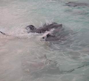 Aufregung bei der Fischfütterung