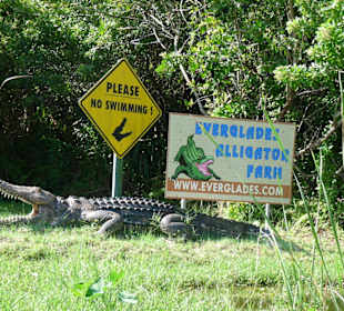 Alligator Farm