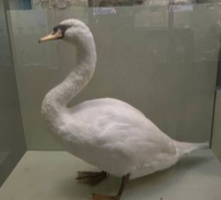 Naturhistorisches Museum