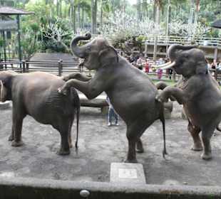 Elefanten Show
