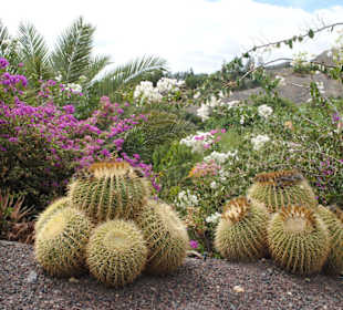 Kakteenpark