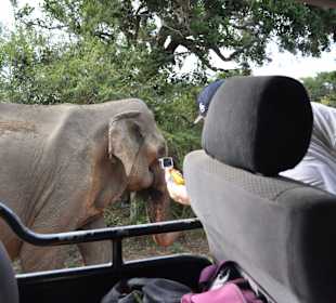 Yala Safari