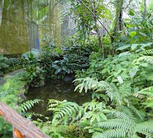 Poring Hot Springs - Schmetterlingsgarten