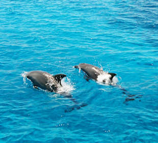 Delphintour (erstmal von oben)