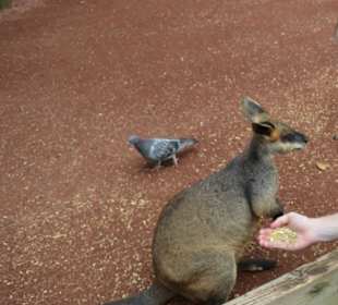 Feather Dale Wildlife Park