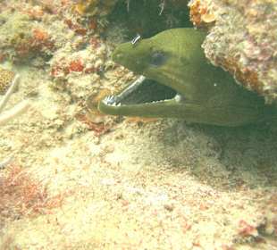 Tauchgang mit James & Mac