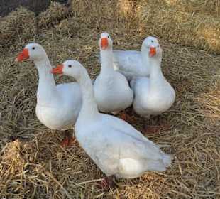 Impressionen vom Gänsemarkt Wildeshausen