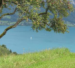 Blick auf den Attersee