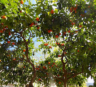 Orangenbäume, das Wahrzeichen von Soller