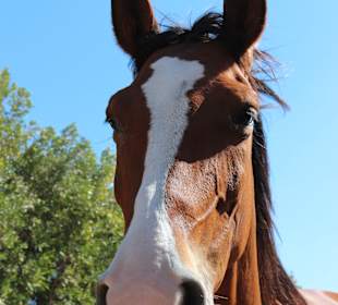 Happy Horse Stable Magawish, Hurghada