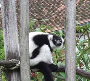 Tierwelt Herberstein