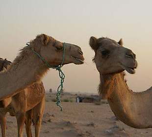 Kamelen in de woestijn